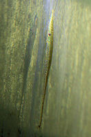 foto 6: Acestridium cf. discus