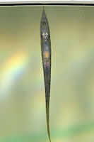 Bild 7: Acestridium cf. discus