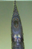 Bild 8: Acestridium cf. discus