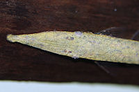 foto 5: Acestridium cf. discus