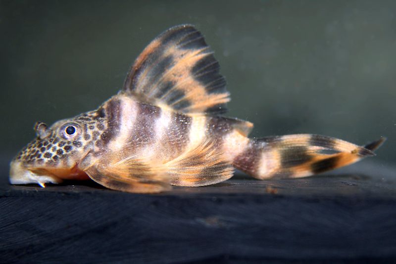 Ancistomus sp. "L 208", few fishes have a deformity