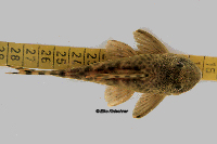 Pic. 7: Ancistomus sp. "L 208"