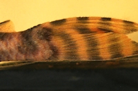 Bild 9: Ancistomus sp./Peckoltia sp. "L 208"
