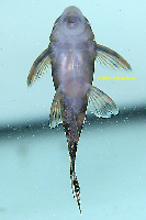 Bild 18: Ancistomus sp./Peckoltia sp. "L 208"