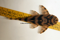 Pic. 3: Ancistomus wernekei/Peckoltia wernekei (L 243 / LDA 86)