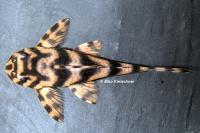 Pic. 4: Ancistomus wernekei/Peckoltia wernekei (L 243 / LDA 86)