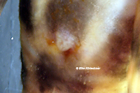 Pic. 12: Ancistomus wernekei/Peckoltia wernekei (L 243 / LDA 86)