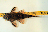 Pic. 7: Ancistomus wernekei/Peckoltia wernekei (L 243 / LDA 86)