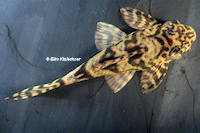 Pic. 15: Ancistomus wernekei/Peckoltia wernekei (L 243 / LDA 86)