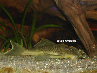 Pic. 5: Ancistomus snethlageae (L 141)