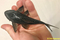 foto 5: Stellantia sidereus