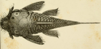 Bild 2: Chaetostomus alga = Ancistrus alga, Type