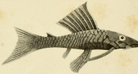 рис. 3: Chaetostomus tectirostris = Ancistrus alga