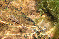 Bild 3: Ancistrus sp. "Bom Jardim"