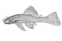 рис. 4: Ancistrus brevifilis