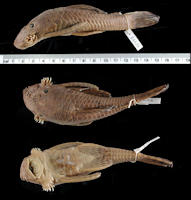 Pic. 3: Ancistrus brevifilis