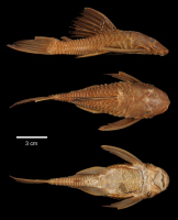 рис. 3: Ancistrus centrolepis