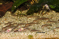 Pic. 5: Ancistrus claro  (LDA 8)