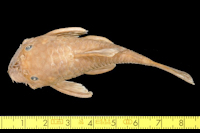 Bild 3: Ancistrus damasceni, Syntype, dorsal