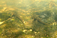 Bild 5: Ancistrus cf. dubius vom Arroyo Piribebuy (Paraguay), Chololo - 25°33
