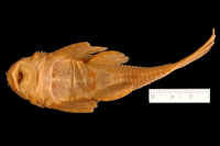 рис. 4: Ancistrus dubius = Ancistrus cirrhosus subsp. dubius, Holotype, ventral