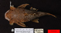 Pic. 3: Ancistrus erinaceus