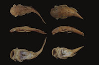 рис. 4: Dorsal, lateral and ventral views (left to right) of Ancistrus greeni: BNHM 1903.10.12.3, female, 51.4 mm SL, lectotype; BNHM 1903.10.12.4, female, 44.8 mm SL, paralectotype