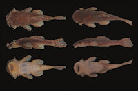 рис. 5: Ancistrus greeni, MUSM 57798, 74.8 mm SL, male, río Tono; MUSM 56232, 67.6 mm SL, female, quebrada San Isidro