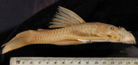 Xenocara rothschildi = Ancistrus gymnorhynchus, lateral