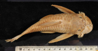 Bild 3: Xenocara rothschildi = Ancistrus gymnorhynchus, dorsal