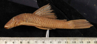 Bild 6: Xenocara rothschildi = Ancistrus gymnorhynchus, lateral