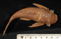 Bild 7: Xenocara rothschildi = Ancistrus gymnorhynchus, dorsal