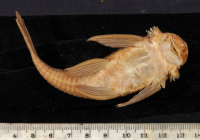 Bild 8: Xenocara rothschildi = Ancistrus gymnorhynchus, ventral