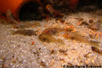 foto 10: Ancistrus sp. "Inambari Dwarf": Jungfische