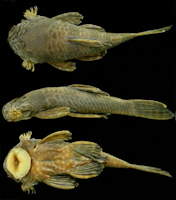 рис. 3: Ancistrus jataiensis, Holotype, male, 54 mm, córrego Jataí