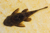 Pic. 3: Ancistrus luzia (L 159)