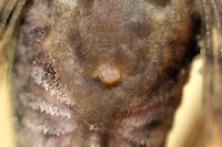 Bild 6: Ancistrus sp. "L 159" - Genitalpapille Weibchen