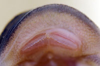 Pic. 7: Ancistrus luzia (L 159)