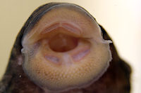 Pic. 14: Ancistrus luzia (L 159)