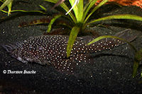 Pic. 3: Ancistrus cf. ranunculus "L 255"