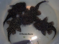 Pic. 5: Ancistrus cf. ranunculus "L 255"