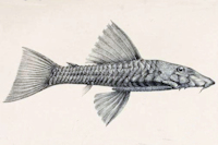 рис. 4: Ancistrus latifrons - Lateral