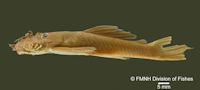 рис. 3: FMNH 53091 -  Ancistrus lithurgicus - Holotype -  C. H. Eigenmann - 1908
