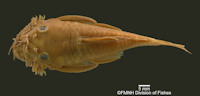 Pic. 4: FMNH 53091 -  Ancistrus lithurgicus - Holotype -  C. H. Eigenmann - 1908