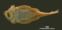 рис. 5: FMNH 53091 -  Ancistrus lithurgicus - Holotype -  C. H. Eigenmann - 1908
