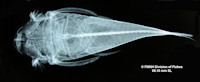 foto 6: FMNH 53091 -  Ancistrus lithurgicus - Holotype -  C. H. Eigenmann - 1908