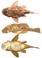Bild 9: Ancistrus luzia in life, specimen not preserved, 80.6 mm SL, rio Bacajaí, 03°35’13”S 51°46’00”W, tributary to middle rio Xingu