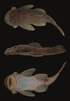 рис. 3: Ancistrus maldonadoi, MUSM 57733, holotype, 114.7 mm SL, male, Peru, Manu, río Madre de Dios basin, río Salvación