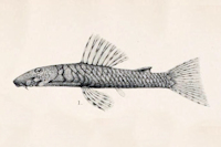 Pic. 4: Ancistrus marcapatae