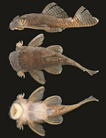 рис. 3: Ancistrus miracollis, INPA 57624, holotype, 66.7 mm SL, male; Brazil, Apuí, rio Sucunduri drainage, lower rio Madeira basin